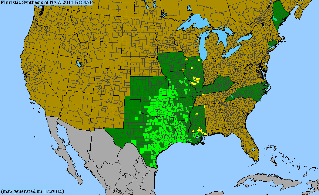 County distribution map of Sabatia campestris - Texas-Star